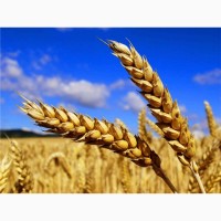 Куплю Пшеницу Яровую Твердых Сортов, с высокой стекловидностью, Вся Украина