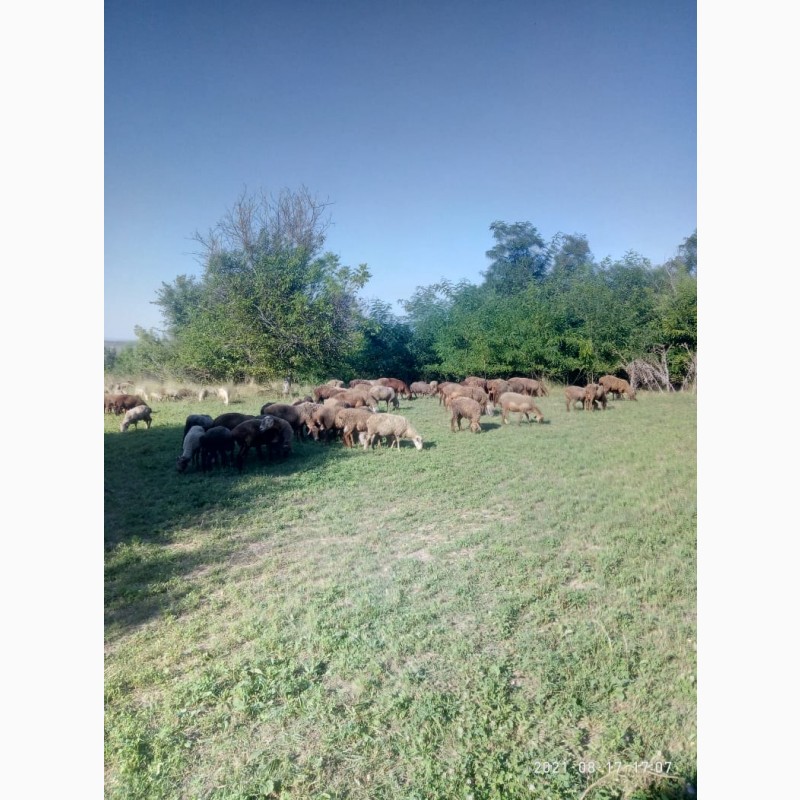 Фото 3. Продам отару овец 140голов