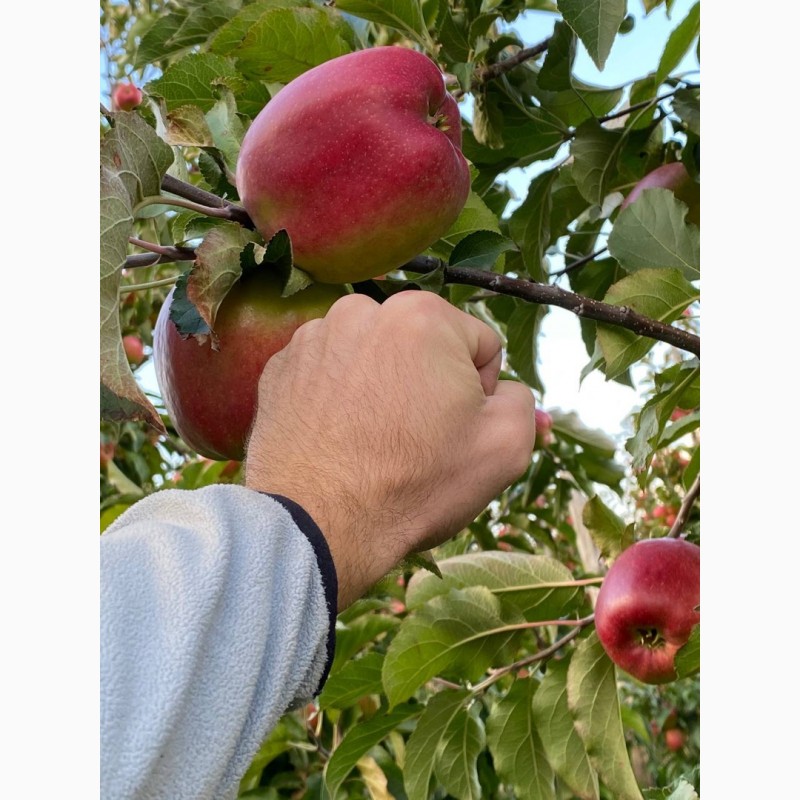 Фото 2. Продам ІДЕАЛЬНІ яблука з саду врожаю 2023