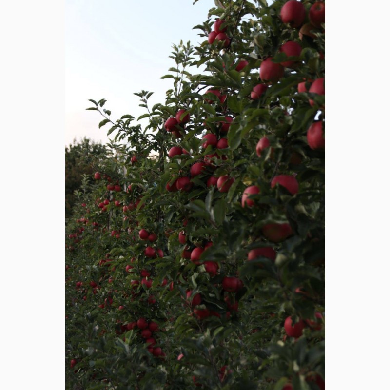 Фото 4. Продам ІДЕАЛЬНІ яблука з саду врожаю 2023
