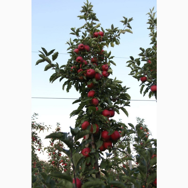 Фото 7. Продам ІДЕАЛЬНІ яблука з саду врожаю 2023