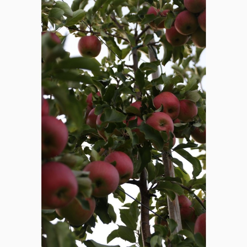 Фото 8. Продам ІДЕАЛЬНІ яблука з саду врожаю 2023