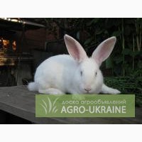 Кролики породи білий панон