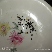Гибискус тройчатый (семена 50 шт)
