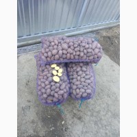 Продам картоплю насіннєву ред скарлет