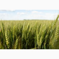 Насіння озимої пшениці ФАБІУС