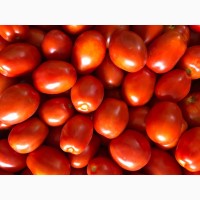 Продам польовий помідор сливка Ріо Гранд