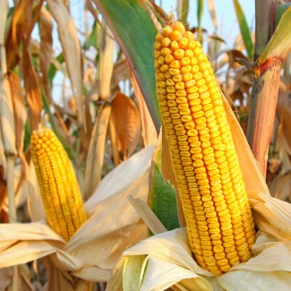 Насіння кукурудзи гібрид МАНТІКОРА (ФАО 320)