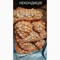 Продам картоплю сорт Коломбо (некондиція)