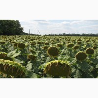 ТОВ НВФ Агротехнологія пропонує посівний матеріал гібридів соняшника власної селекціЇ
