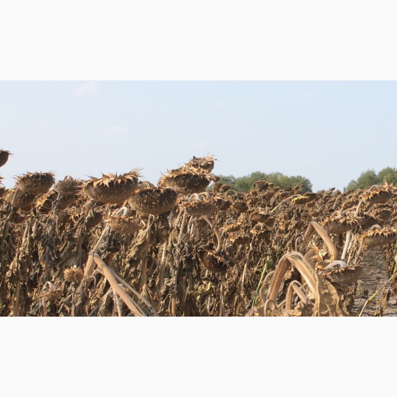 Фото 2. ТОВ НВФ Агротехнологія пропонує посівний матеріал гібридів соняшника власної селекціЇ