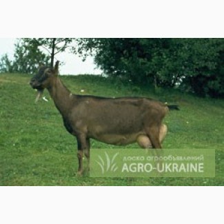 Немецкая пестрая коза продается