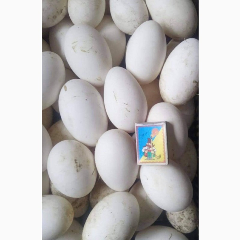 Фото 4. Датський Легарт інкубаційне яйце