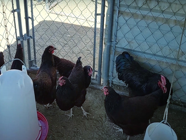Фото 2. Інкубаційне яйце, курчата, Род-Айленд білий, червоний. Оплід хороший