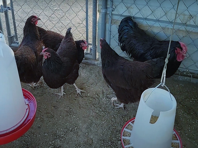 Фото 3. Інкубаційне яйце, курчата, Род-Айленд білий, червоний. Оплід хороший