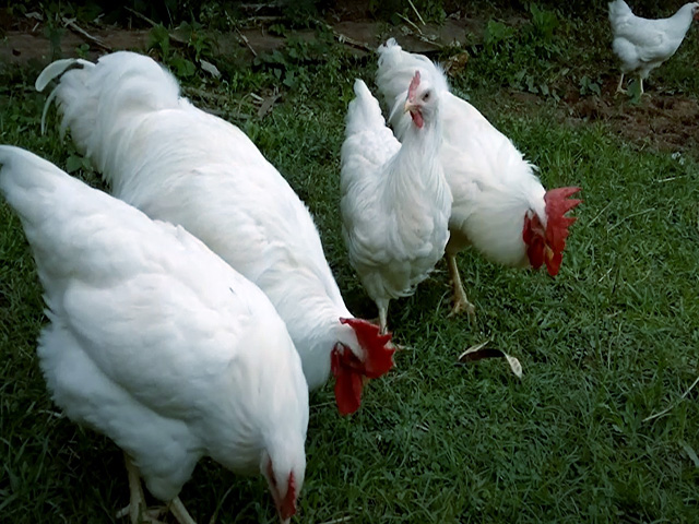 Фото 4. Інкубаційне яйце, курчата, Род-Айленд білий, червоний. Оплід хороший