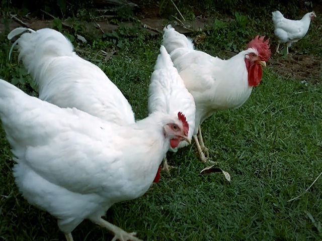Фото 5. Інкубаційне яйце, курчата, Род-Айленд білий, червоний. Оплід хороший