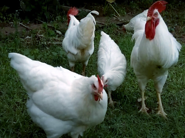 Фото 6. Інкубаційне яйце, курчата, Род-Айленд білий, червоний. Оплід хороший