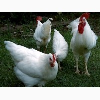 Інкубаційне яйце, курчата, Род-Айленд білий, червоний. Оплід хороший