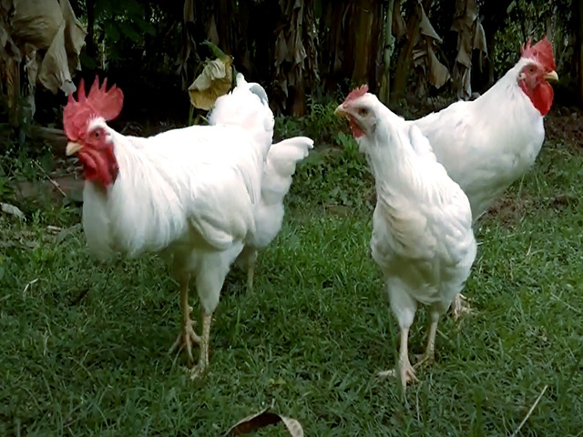 Фото 8. Інкубаційне яйце, курчата, Род-Айленд білий, червоний. Оплід хороший