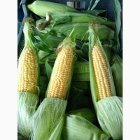 Кукуруза свіжа в початках імпорт