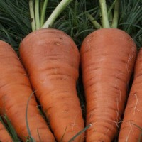 Продам товарну моркву відмінної якості оптом, Волинська область