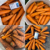 Продам морковь сорт Каспий