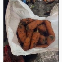 Продам качественную морковь абако