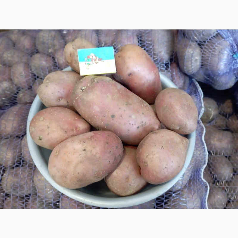 Фото 3. Продам картоплю товарну Есмі