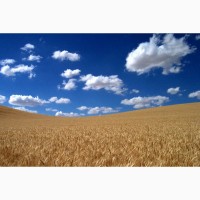 Продам пшеницю 4 клас 900 тонн, Житомирська обл, Вільськ