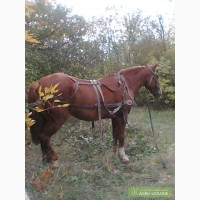 Рабочая лошадь 7 лет, крупная, с деревянной телегой на резиновом ходу.