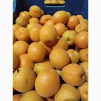 Продаю кісточкові фрукти грецького походження оптом, для українських імпортерів