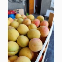 Продам абрикосы из солнечной Молдавии