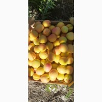 Продам абрикосы из солнечной Молдавии