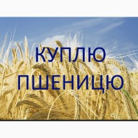Куплю фуражну пшеницю (4клас)