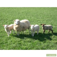 Продам овец порода Цигай