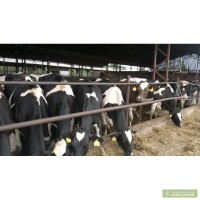 Pregnant heifers na complete stocks of milking cows from the EU