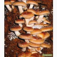 Мицелий шиитаке, грибов рейши, чага, мейтаке, энокитаке, муэр