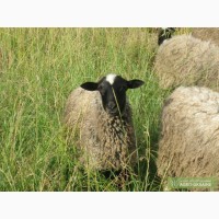Овцы романовской породы и другие