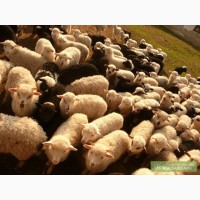 Продам ягнят 2013г. карпатской породы овец