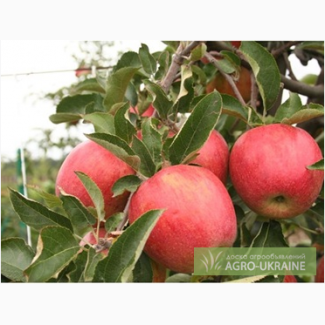 Агрофирма г.Киев продаёт экологически чистое яблоко
