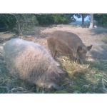 Продам поросята та дорослі свині породи мангаліца, мангал, кармал, дикий кабан.