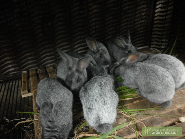 Фото 3. Кролики Европейское серебро