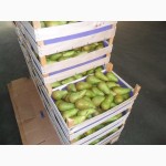 Яблоки из Польши - продажа