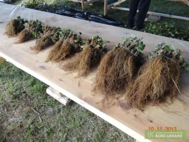 Как вырастить рассаду клубники Фриго — Как сажать, когда сеять, чем удобрять | KVITOFOR