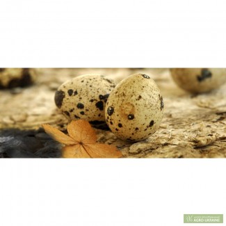 Перепела, инкубационные перепелиные яйца японских перепелов