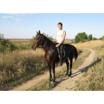 Продам коня, порода-русская рысистая