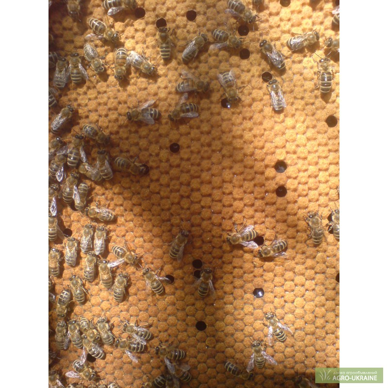 Фото 2. Срочно продам пчелопакеты карпатской породы, пчелопакеты киев