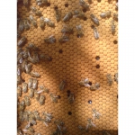 Срочно продам пчелопакеты карпатской породы, пчелопакеты киев