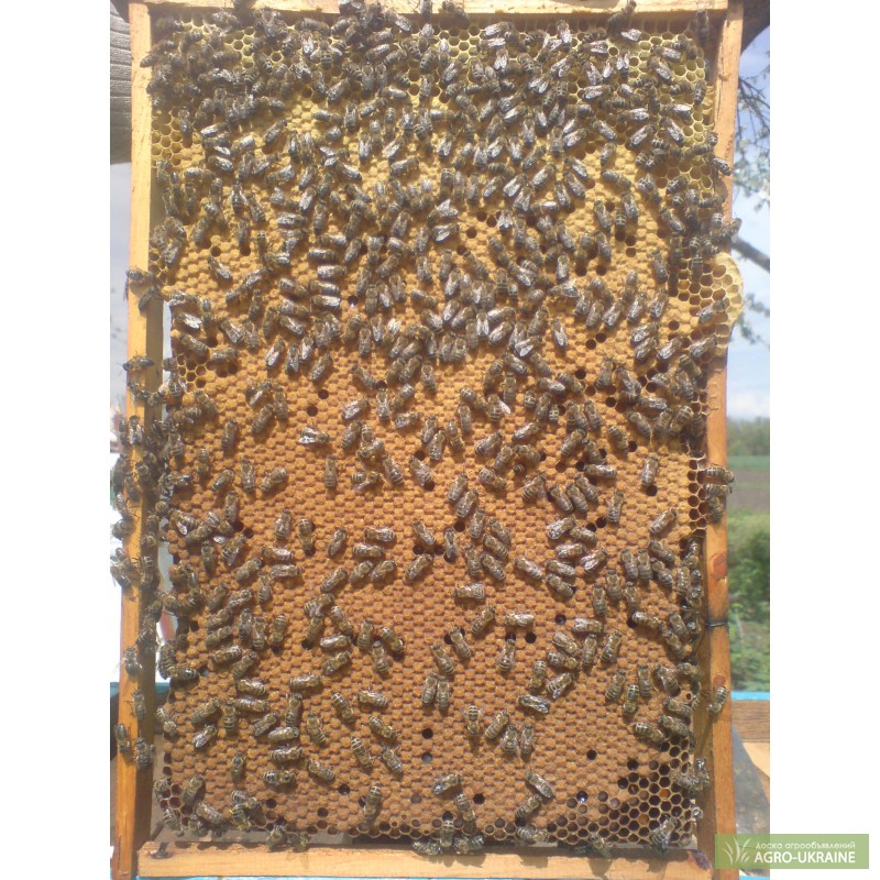 Фото 3. Срочно продам пчелопакеты карпатской породы, пчелопакеты киев
